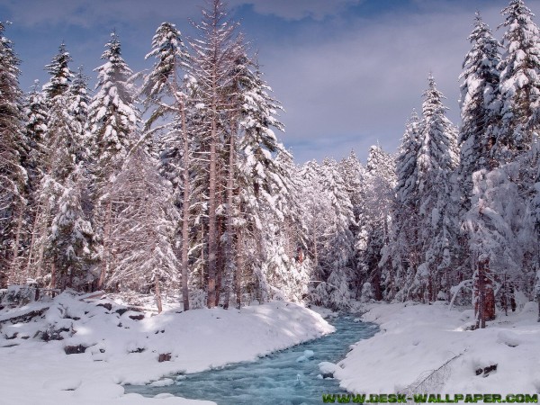 River in the winter forest