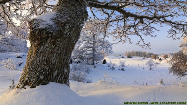 Snowy trees