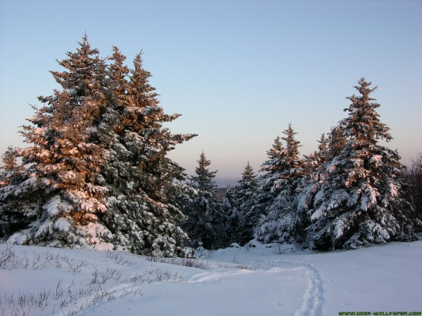 Walking in the snowy forest