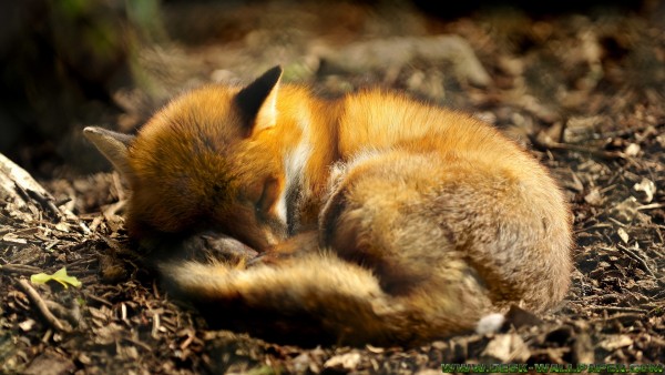 Cute fox