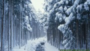 Snowy forest with small river