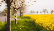 Flowering trees