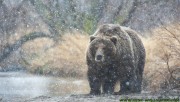 Walking slowly in the snowfall