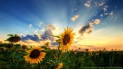 Sunflower under the sunrise