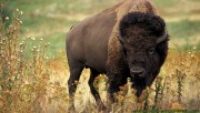 The buffalo