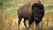 The buffalo