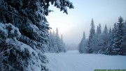 Winter night with trees