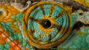 Chameleon eye