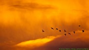 Sunset and birds