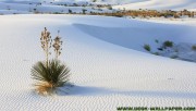 Snow desert