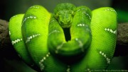 Tree snake on branch