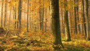 Yellow forest