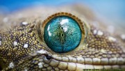 Blue lizard eye