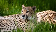 Cheetah beauty