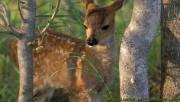 A deer alone in the forest