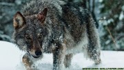 Wolf in forest