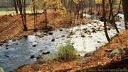 Autunm river in the forest