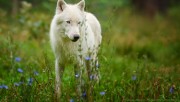 White wolf