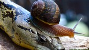 Snail on the snake