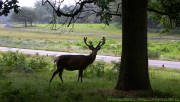 A deer with tree