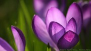 Crocus