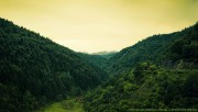 Tiny green forest