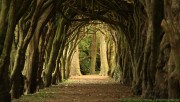 Tree tunnel