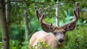 Deer in the green nature