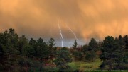 Stormy forest