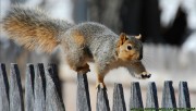 Acrobatic squirrel
