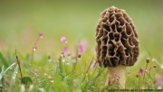 Soaked mushroom