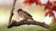 Sparrow resting