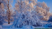 Icy trees