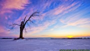 Lonely old tree sunset