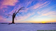 Lonely old tree sunset