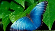 Blue butterfly