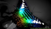 Colorful butterfly