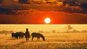 Zebras in the sunset