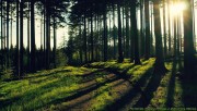 Quiet road in the deep forest