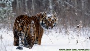 Winter tiger