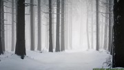 Winter forest