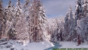 River in the winter forest