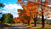 Road by autumn