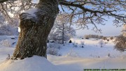 Snowy trees