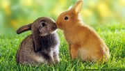 Bunny friends